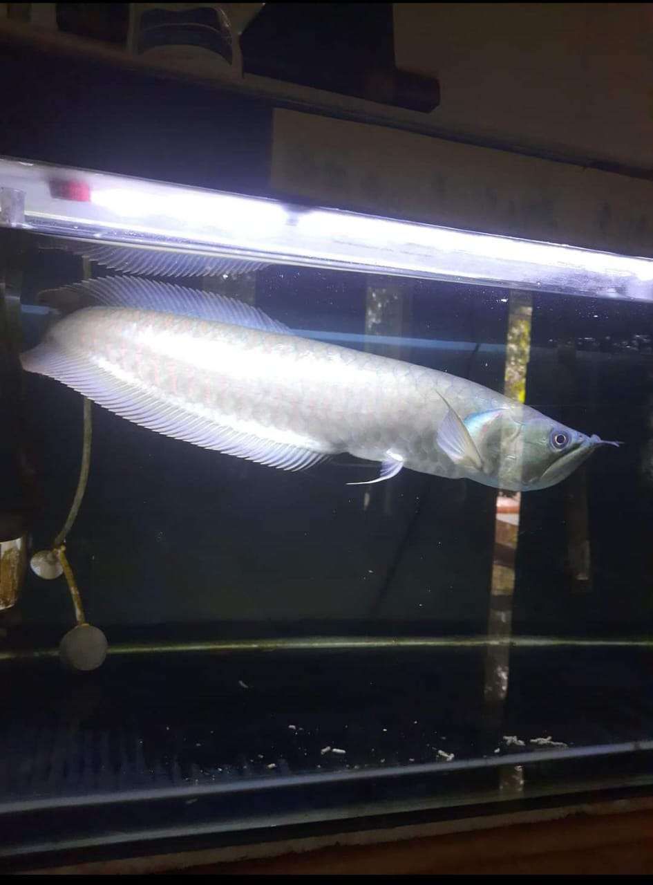 Ikan Arwana Silver