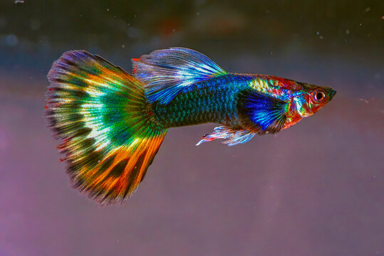 Ikan Guppy Fancy
